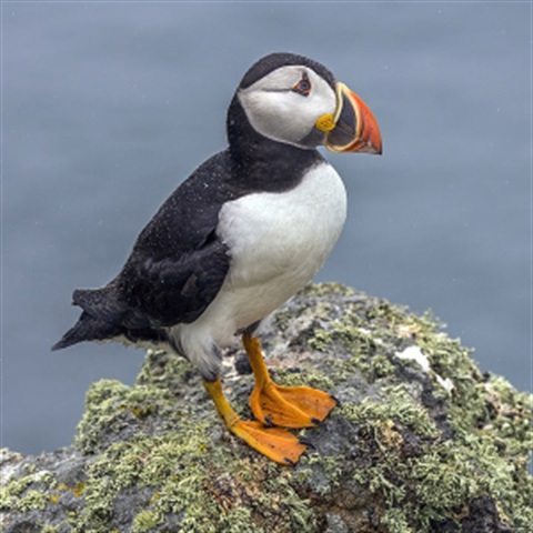 Atlantic-Puffin.jpg