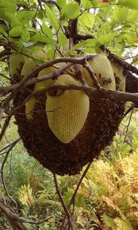 honey-bees.jpg