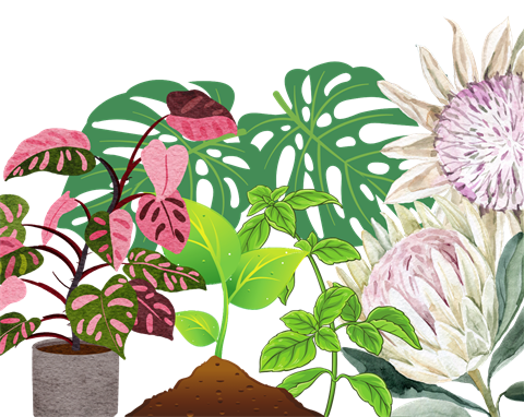 Indoor-Plants.png